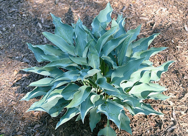 Hosta 'Place of Hope' Courtesy of the Hosta Library