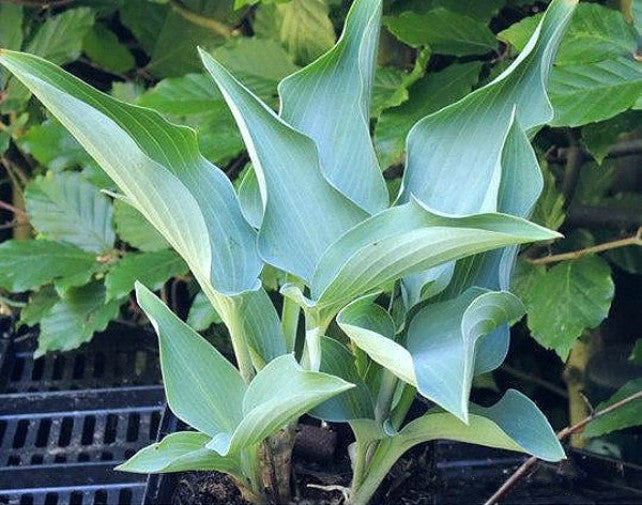 'Place of Hope' Hosta Courtesy of Danny Van Eechaute and the Hosta Library
