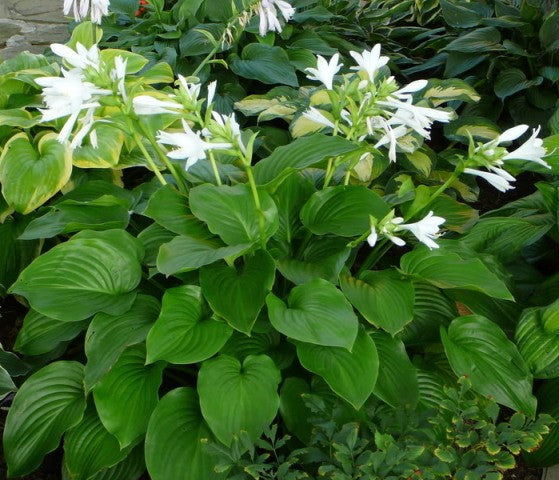 Hosta plantaginea