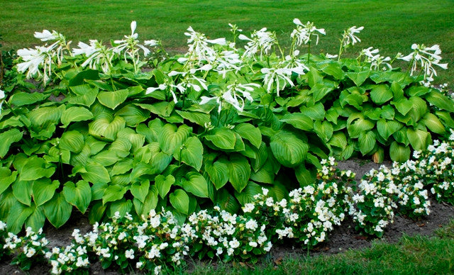 Hosta plantaginea