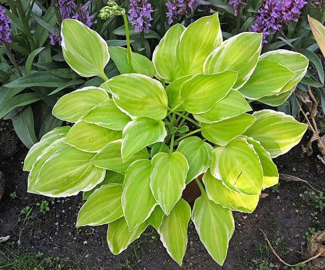 Hosta 'Platinum Tiara' Courtesy of the Hosta Library