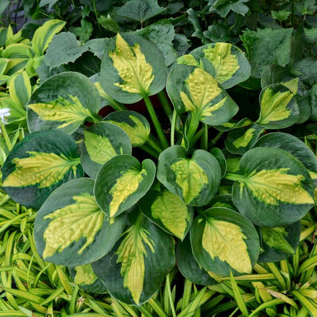 'Pocketful of Sunshine' Hosta Courtesy of Walters Gardens