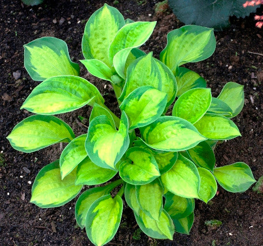 'Pocketful of Sunshine' Hosta