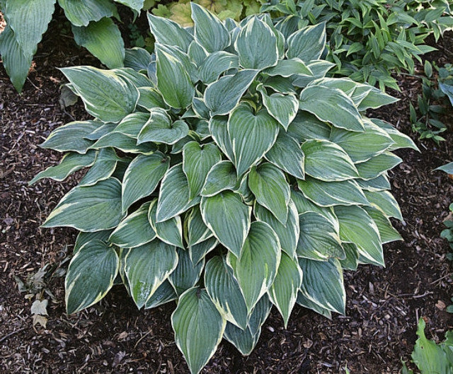 Hosta 'Poker' Courtesy of the Hosta Library