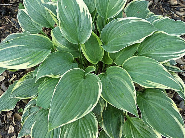 Hosta 'Poker' Courtesy of the Hosta Library