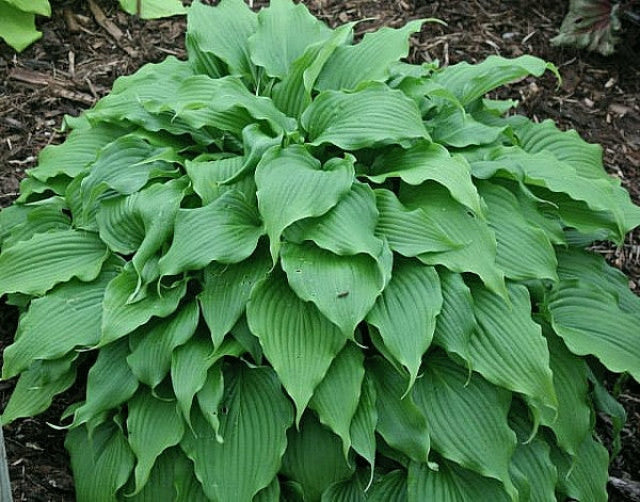 Hosta 'Pondering Parsippany' Courtesy of Josh Spece and the Hosta Library