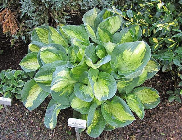 Hosta 'Popcorn' Courtesy of Carol Brashear
