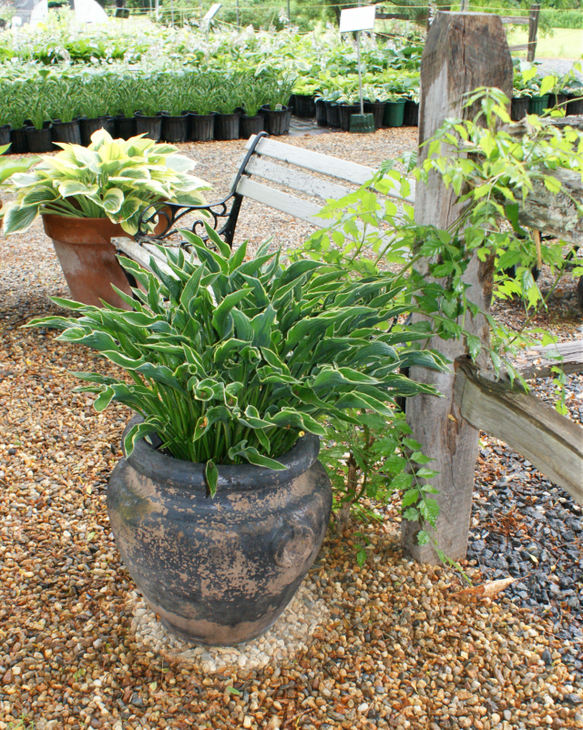 'Praying Hands' Hosta From NH Hostas