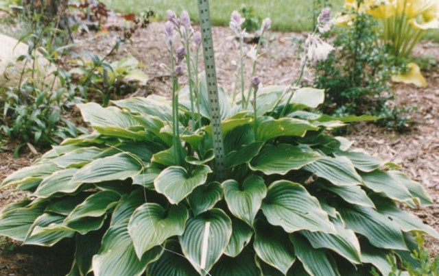 Hosta 'Prima Donna' Courtesy of Dr. Jim Wilkins