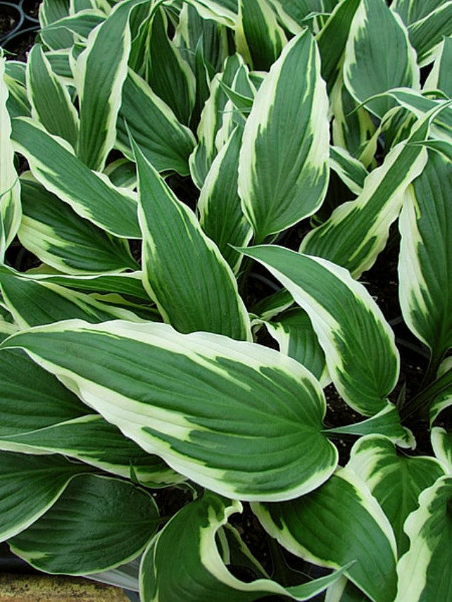 Hosta 'Proud Dragon' Courtesy of the Hosta Library