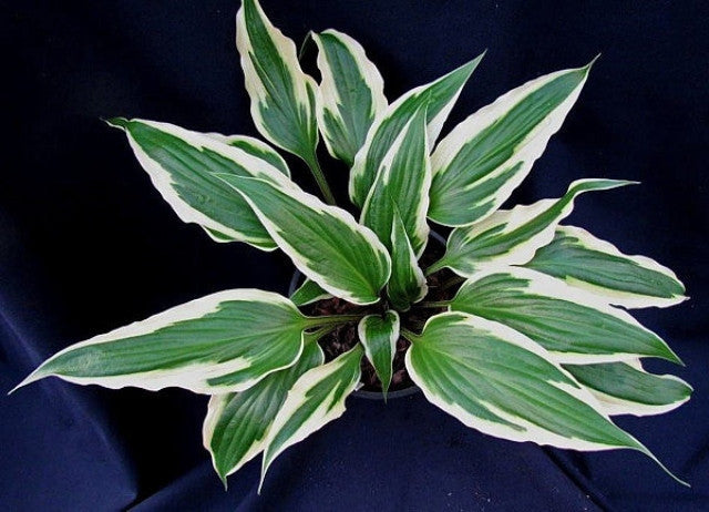 Hosta 'Proud Dragon' Courtesy of the Hosta Library