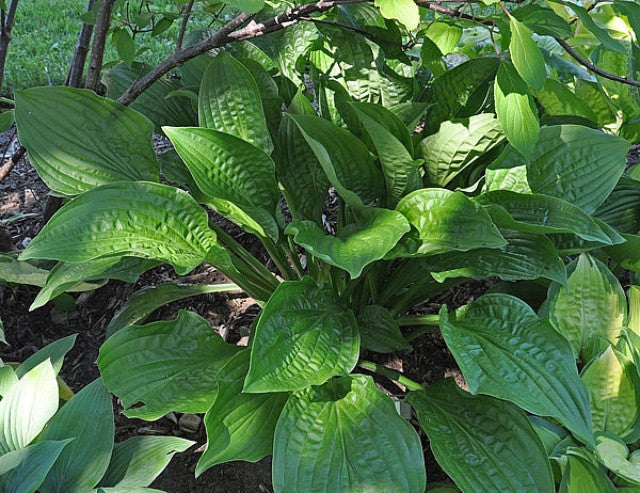 Hosta 'Puddles and Bumps' Courtesy of the Hosta Library