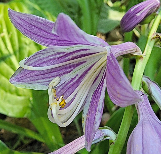 Hosta 'Puddles and Bumps' Courtesy of the Hosta Library