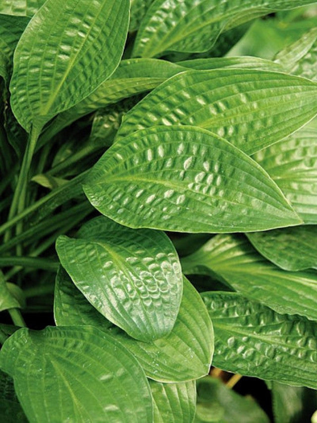 Hosta 'Puddles and Bumps' Courtesy of Mark Zilis