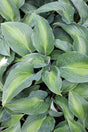 Hosta 'Pull of the Moon' Courtesy of Green Hill Farm