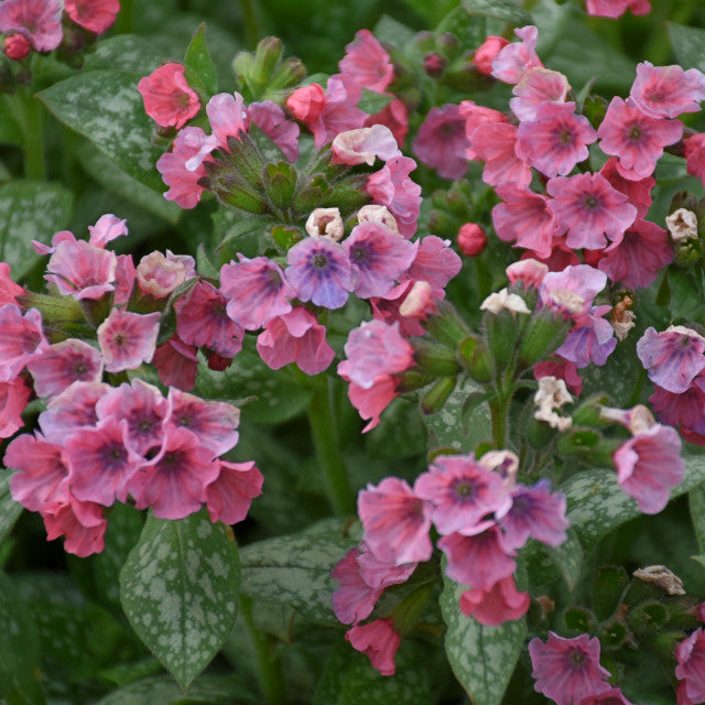 Pulmonaria 'Pretty in Pink' Courtesy of Walters Gardens