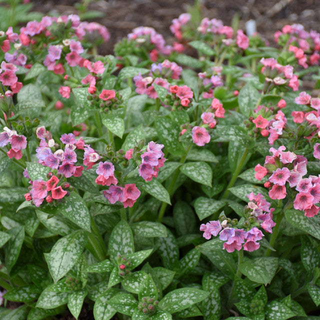 Pulmonaria 'Pretty in Pink' Courtesy of Walters Gardens