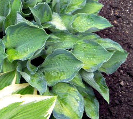 'Punky' Hosta