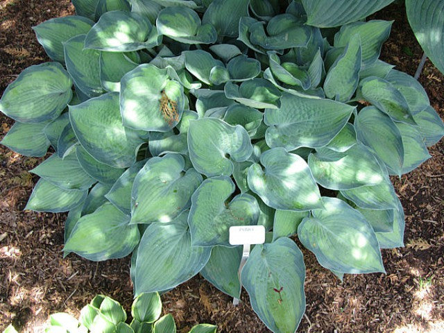 'Punky' Hosta Courtesy of Carol Brashear