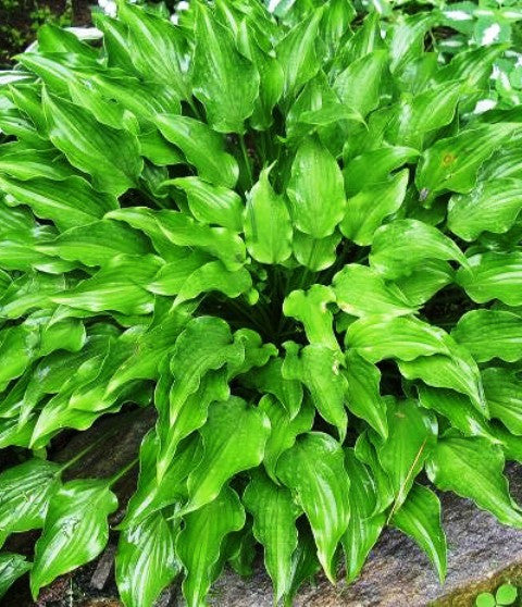 'Purple Dwarf' Hosta