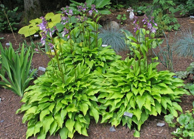 Hosta 'Purple and Gold' Courtesy of the Hosta Library