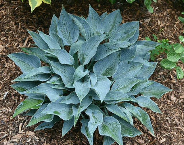 'Purple Verticulated Elf' Hosta Courtesy of the Hosta Library