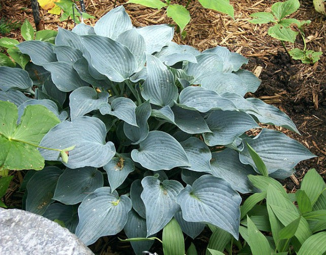 'Purple Verticulated Elf' Hosta Courtesy of Carol Brashear