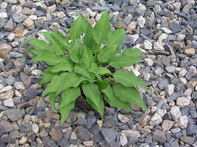 'Purple Dwarf' Hosta From NH Hostas