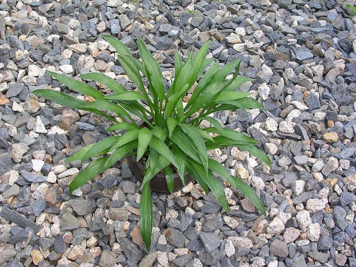 'Purple Lady Finger' Hosta From NH Hostas