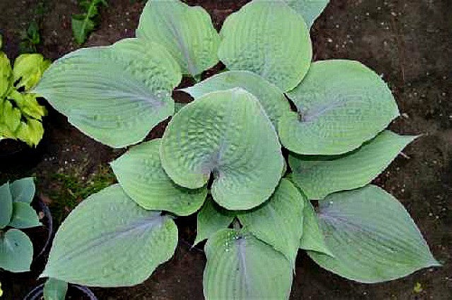 'Purple Haze' Hosta Courtesy of Naylor Creek