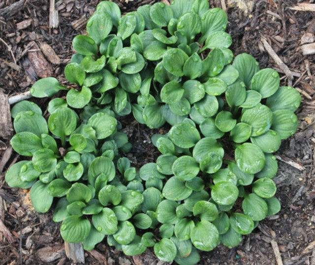 Hosta 'Quarter Back' Courtesy of Plant Delights Nursery