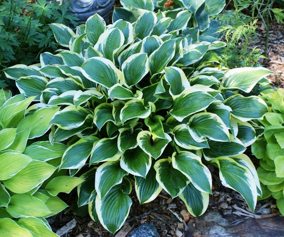'Queen Josephine' Hosta From NH Hostas