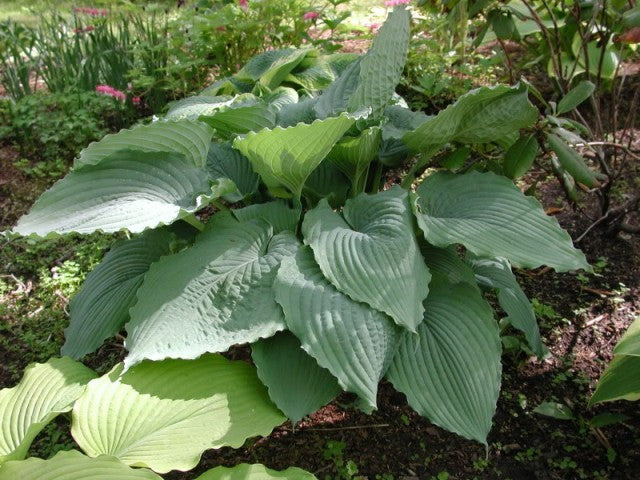 'Queen of the Seas' Hosta From NH Hostas