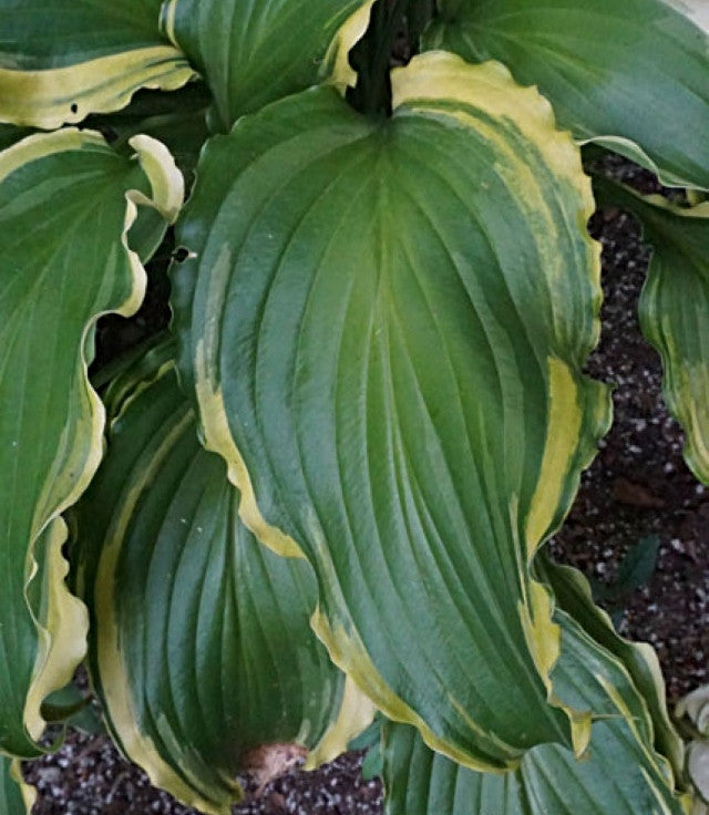 Hosta 'Quicksand' Courtesy of Doug Beilstein