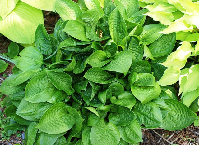 'Quilting Bee' Hosta From NH Hostas