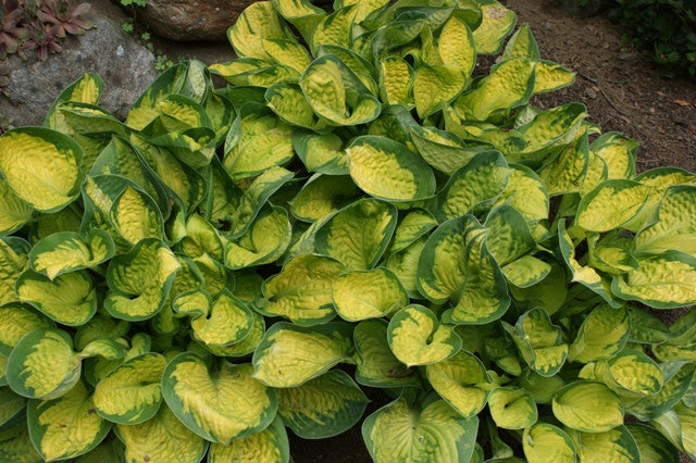 'Rainforest Sunrise' Hosta From NH Hostas
