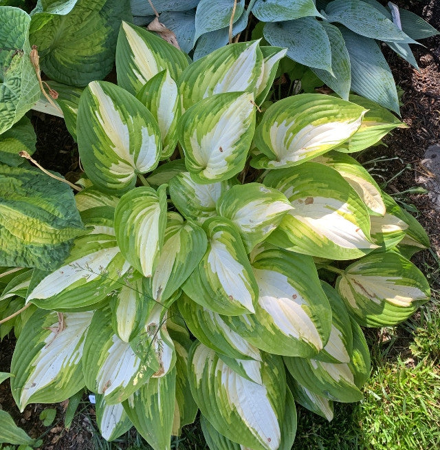 Hosta 'Rare Breed' From NH Hostas
