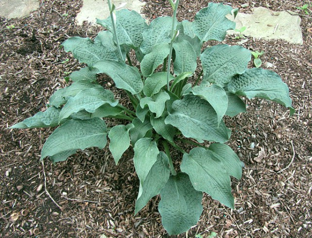 'Raucous Ruffles' Hosta Courtesy of Don Dean