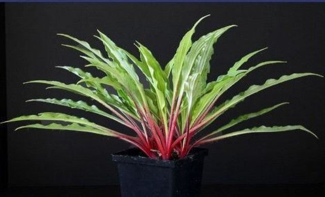 'The Razor's Edge' Hosta