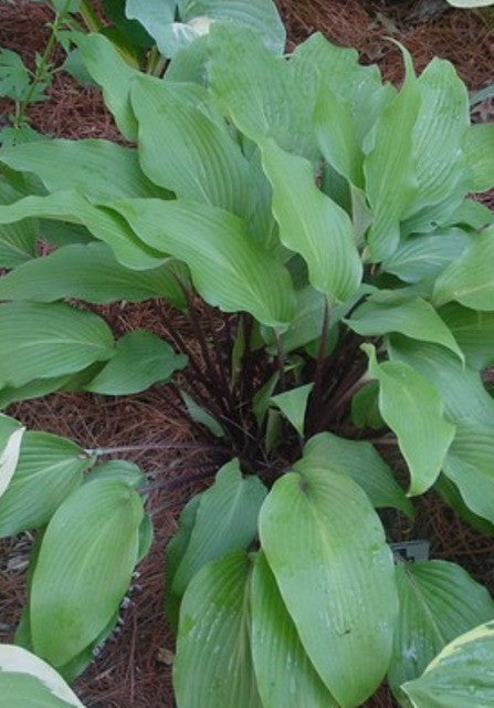 'Red October' Hosta