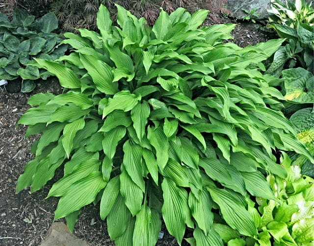 Hosta 'Red Stilts' Courtesy of the Hosta Library