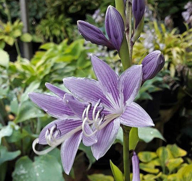 Hosta 'Red Stilts' Courtesy of the Hosta Library
