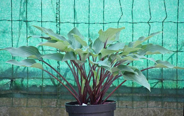 Hosta 'Red Titanium' Courtesy of Bart Leuckx and the Hosta Library