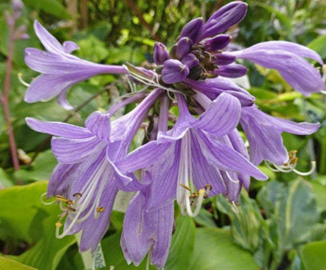 Hosta 'Red Zeppelin' Courtesy of Gerhard and Renate Ragus and the Hosta Library
