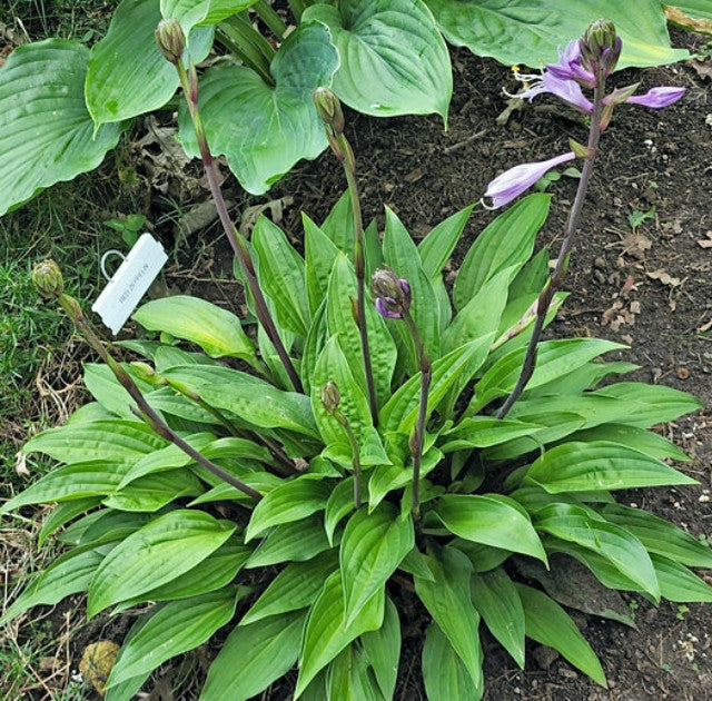 Hosta 'Red Zeppelin' Courtesy of Melodie McLean and the Hosta Library