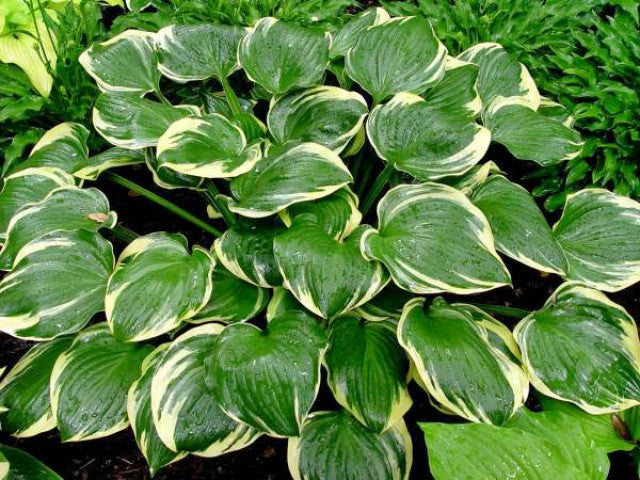'Reflections' Hosta Courtesy of Randy Goodwin