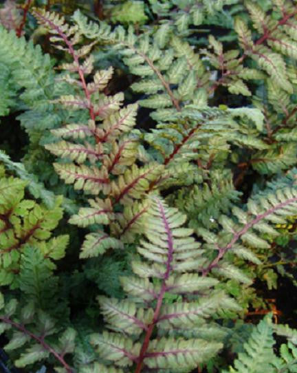 Regal Red Painted Fern