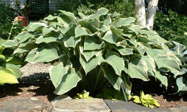 'Regal Splendor' Hosta From NH Hostas