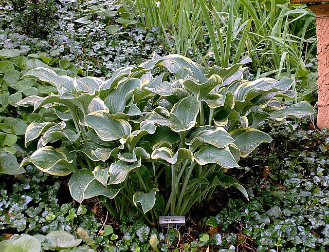'Regal Splendor' Hosta Courtesy of Walters Gardens