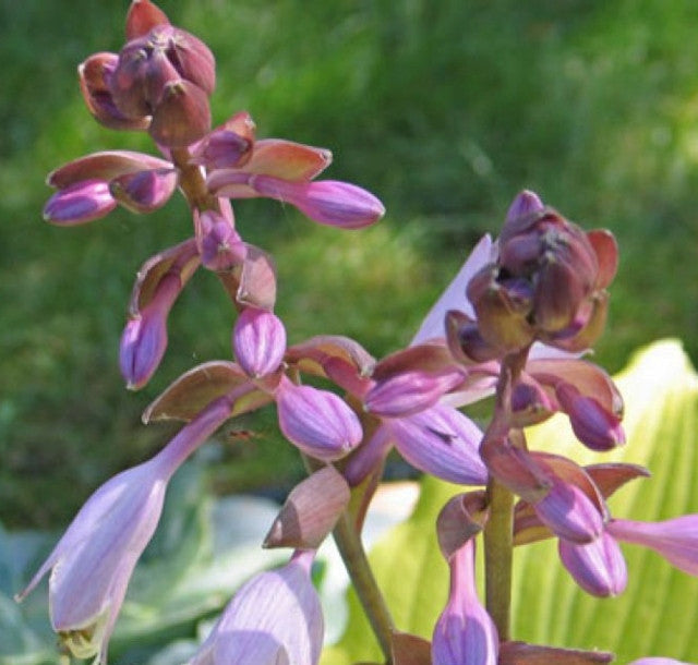 Hosta 'Relentless' Courtesy of Don Dean